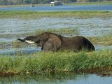 elephant riviere Chobe FP